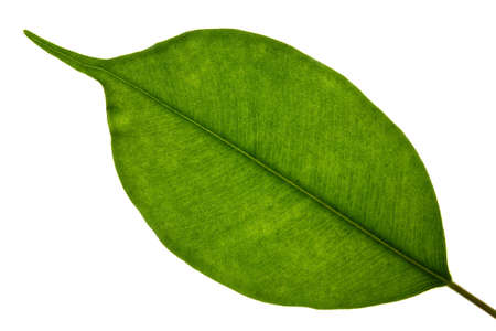 Super macro shots of a leaf showing all details, backlit setting.の写真素材