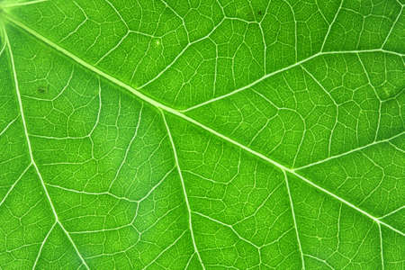 Super macro shots of a leaf showing all details, backlit setting.の写真素材