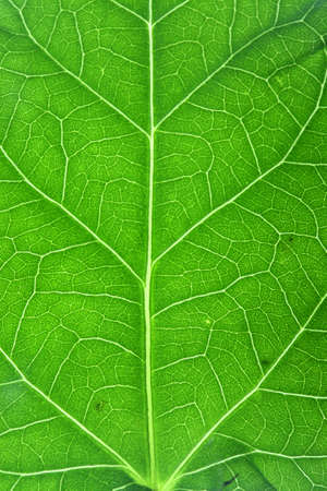 Super macro shots of a leaf showing all details, backlit setting.の写真素材