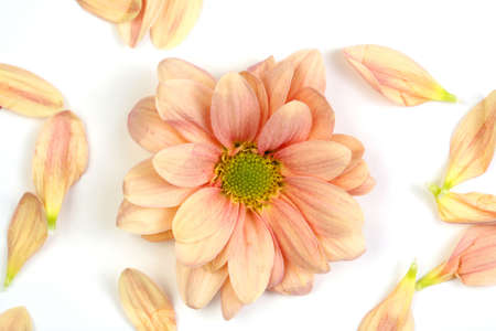 Peach toned flower with petals around it.の写真素材