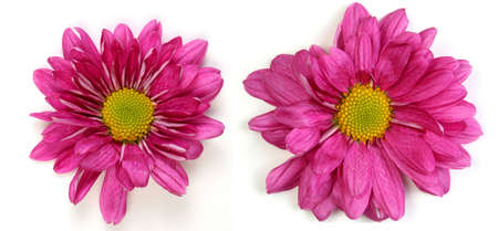 Pair of fuscia colored star shaped flowers on a white background.の写真素材