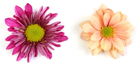 Pair of flowers on a white background, one burgundy red the other one peach colored.の写真素材