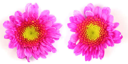 Couple of bright pink flowers on a white background.の写真素材
