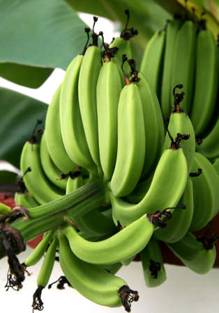 Group of very green bananas in a tree in a tropical garden.の写真素材