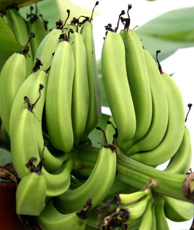 Group of very green bananas in a tree in a tropical garden.の写真素材