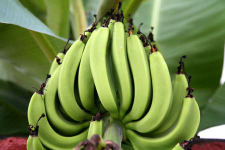 Group of very green bananas in a tree in a tropical garden.の写真素材