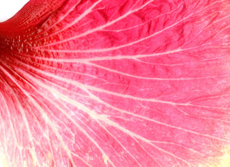 Big image of a petal showing all details and textures.の写真素材