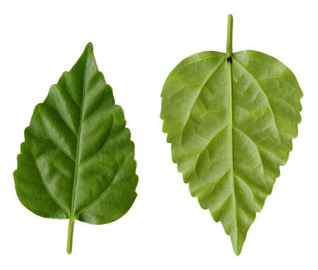 Green leaves on a white background for use as design elements.の写真素材