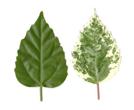 Green leaves on a white background for use as design elements.の写真素材