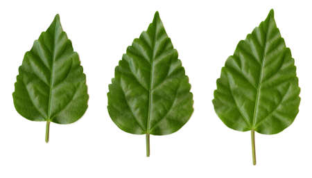Green leaves on a white background for use as design elements.の写真素材