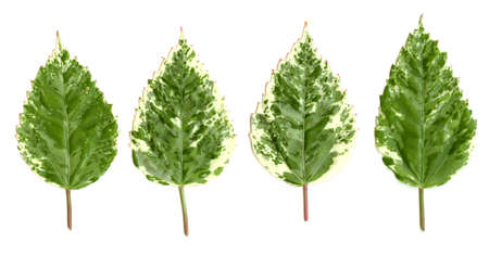 Green leaves on a white background for use as design elements.の写真素材