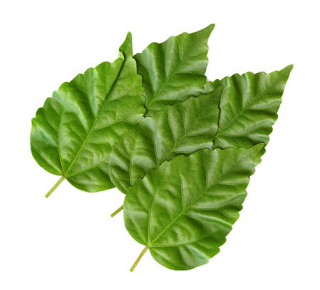 Green leaves on a white background for use as design elements.の写真素材