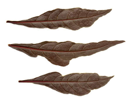 Green leaves on a white background for use as design elements.の写真素材