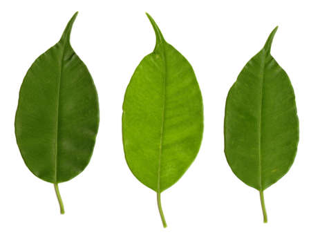 Green leaves on a white background for use as design elements.の写真素材
