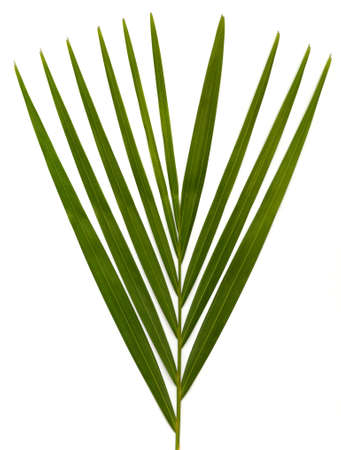 Green leaves on a white background for use as design elements.の写真素材