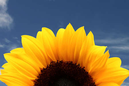 Rising sunflower on a blue skyの写真素材