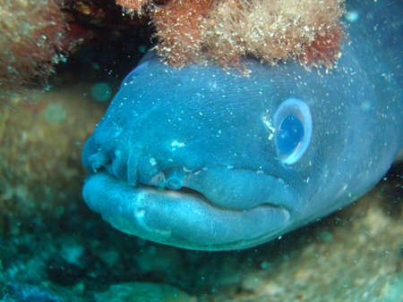 congerの写真素材