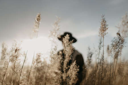 dry grass in the morningの写真素材