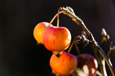 Small red apple of a Bonsai, attached to the branchの写真素材