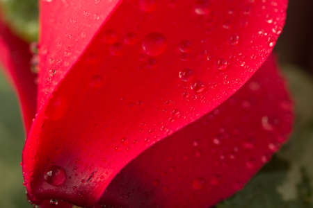 Macro photo of a red cyclamen, with drops of waterの写真素材