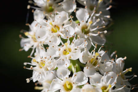 Macro photo of a bunch of white flowersの写真素材