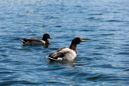 Photo of two ducks floating in the waterの写真素材