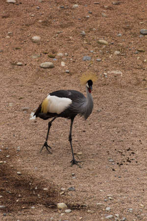 Photo of a crane walking on the groundの写真素材