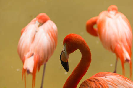 Photo in the foreground of a flamingo, in the background two other flamingos of shouldersの写真素材