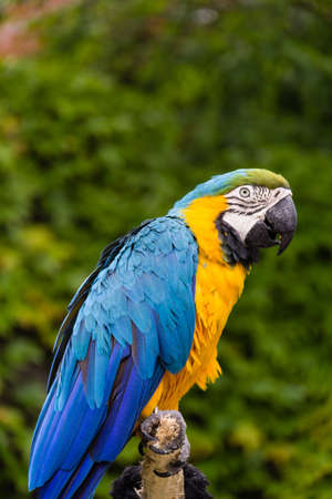 Photo of a blue and yellow parrot posing on a trunkの写真素材