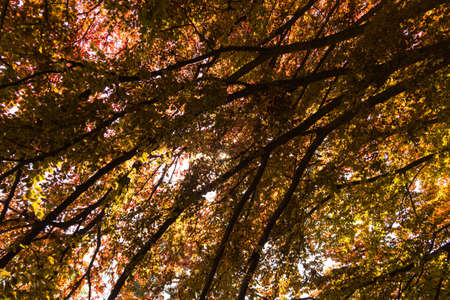 Photo shot of foliage under a tree, in the springtimeの写真素材