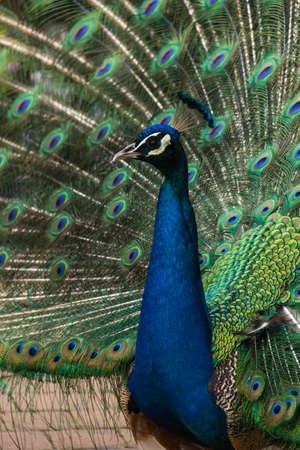 Photo of a male peacock, making the wheelの写真素材