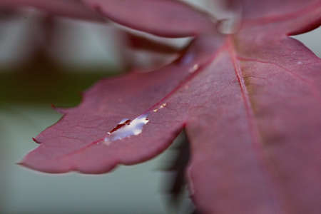 A macro photo of a Japanese maple leafの写真素材