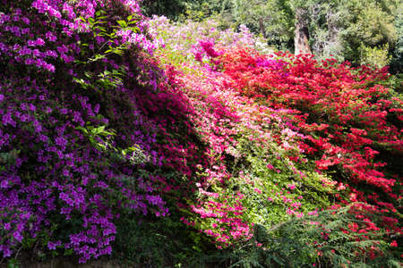 Photo of a bush of rhododendrons and azaleas, bloomingの写真素材