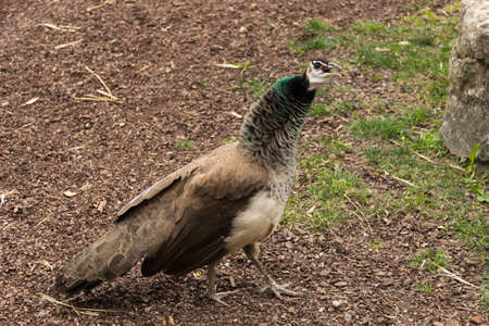 Photo of a female peacock while singsの写真素材