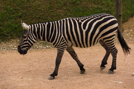 Photo of a zebra while walkingの写真素材