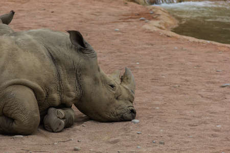 Photo of head profile of a rhinocerosの写真素材