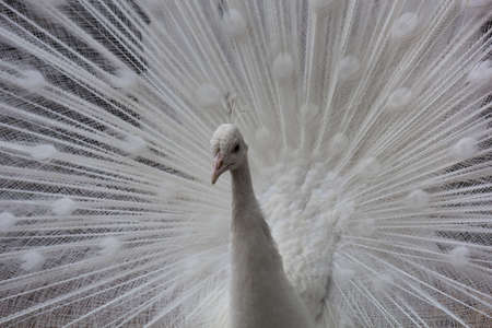 Picture of a white peacock while doing the wheelの写真素材