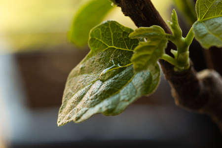 Photo macro of a drop of water on fig leafの写真素材