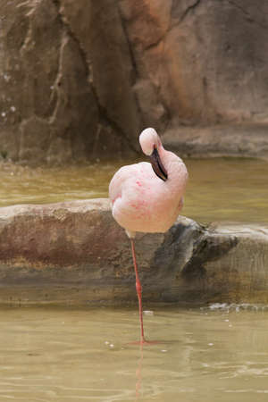 Photo of a pink flamingo while sleeping on a single pawの写真素材