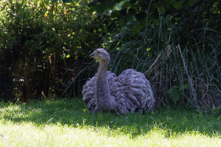 Photo of an ostrich posing in the middle of the lawnの写真素材