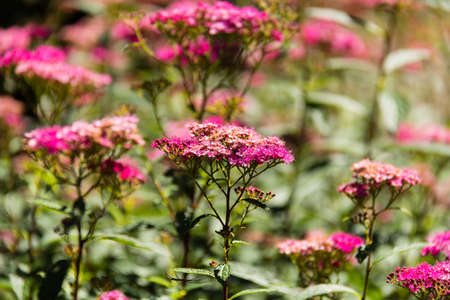 Photo of Pink field flowers, with gradient backgroundの写真素材