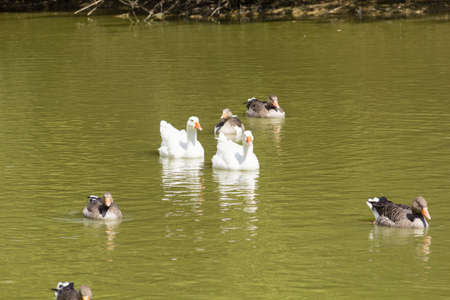 Photo of a group of ducks and geese swimming in tranquility on a riverの写真素材