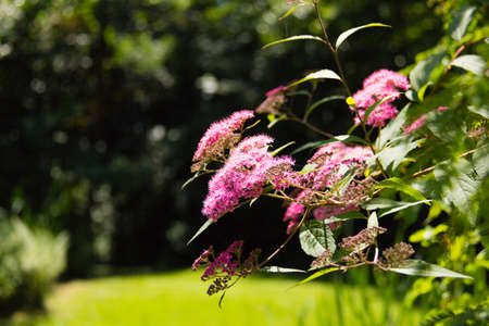 Photo of Pink field flowers, with gradient backgroundの写真素材