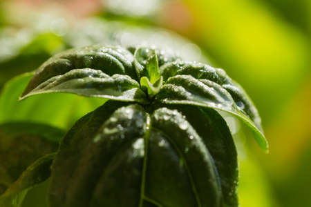 Photo macro of some drops of water on basil tuftの写真素材