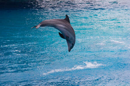 Photo of a dolphin jumping in the poolの写真素材