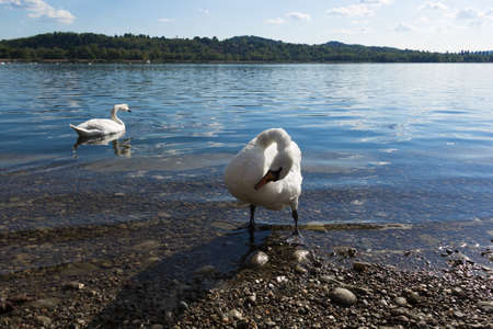 Photo of Two swans on the lake shoreの写真素材