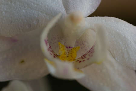 Macro photo of a white orchid with drops of waterの写真素材