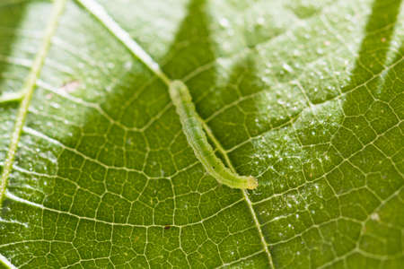 Macro photo of a green caterpillar on fig leaf