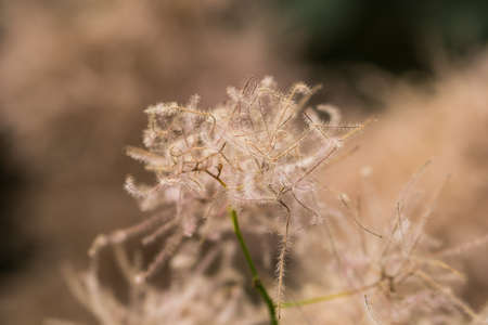 Photos of candid, pink and white flowers in springの写真素材