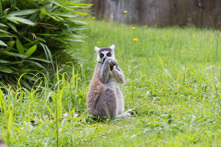 Photo of a curious lemur, in the grassの写真素材